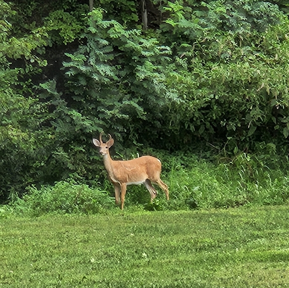 Meet your Posher, Debra - Picture 6 of 16